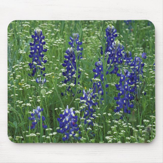 Texas, Lake Buchanan. Texas Bluebonnet and Wild Mouse Pad (Front)