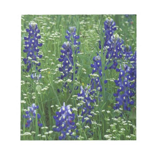 Texas Lake Buchanan Texas Bluebonnet and Wild Notepad