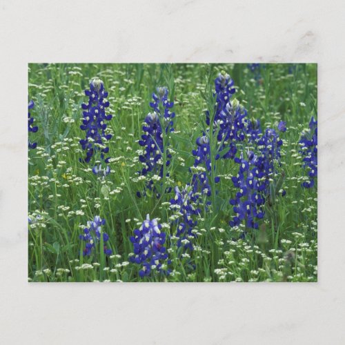 Texas Lake Buchanan Texas Bluebonnet and Wild Postcard