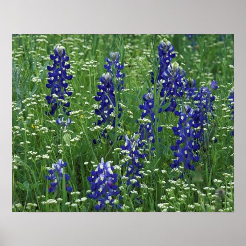 Texas Lake Buchanan Texas Bluebonnet and Wild Poster