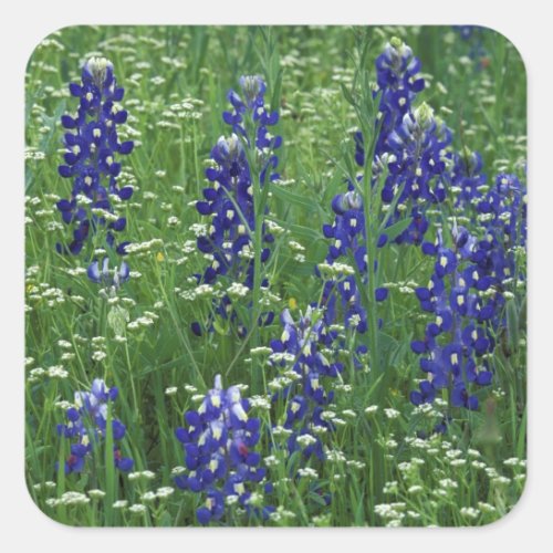 Texas Lake Buchanan Texas Bluebonnet and Wild Square Sticker