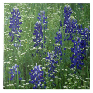Texas, Lake Buchanan. Texas Bluebonnet and Wild Tile