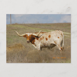 Texas Long Horn Postcard