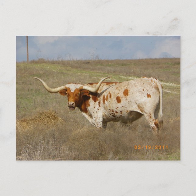 Texas Long Horn Postcard (Front)