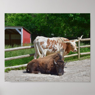 Texas Longhorn and American Bison Poster