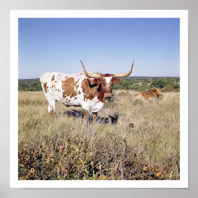 Texas Longhorn Breed (photo) Poster (Front)