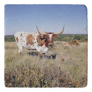 Texas Longhorn Breed (photo) Trivet
