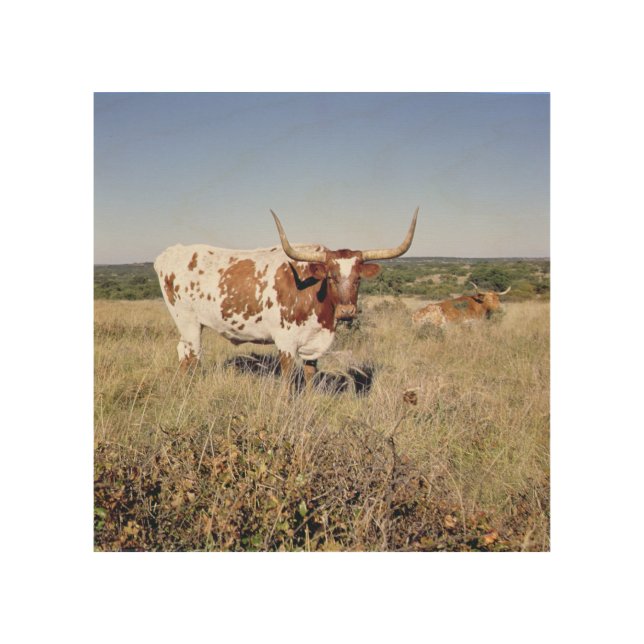 Texas Longhorn Breed (photo) Wood Wall Decor (Front)
