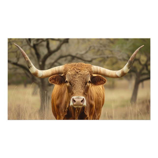 Texas Longhorn Bull  Photo Print (Front)