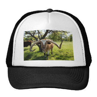 Bull Horn Hats | Zazzle