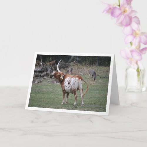 Texas Longhorn Cattle Card
