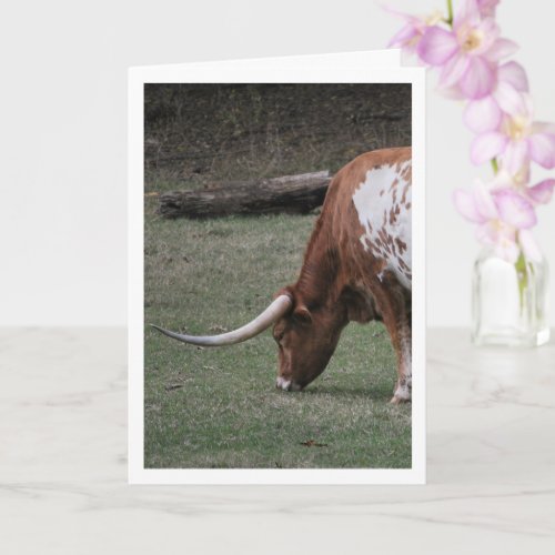 Texas Longhorn Cattle Card