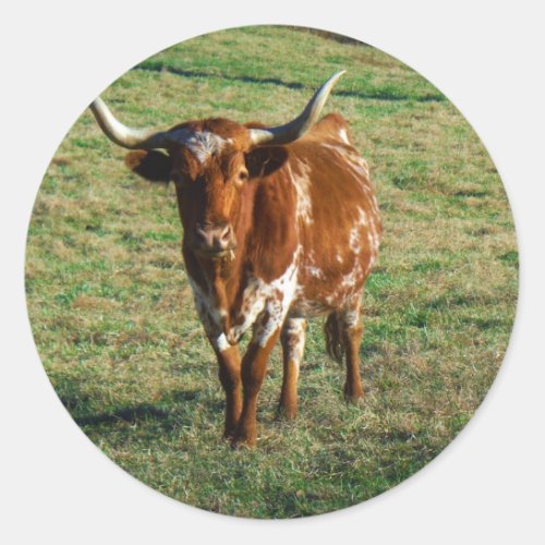 Texas Longhorn Cattle Cow  Photo Rustic Classic Round Sticker