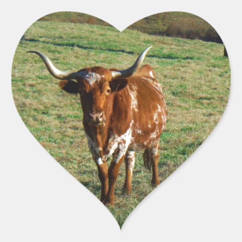 Texas Longhorn Cattle Cow  Photo Rustic Heart Sticker