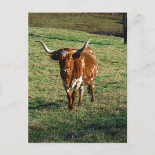 Texas Longhorn Cattle Cow  Photo Rustic Postcard