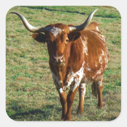 Texas Longhorn Cattle Cow  Photo Rustic Square Sticker