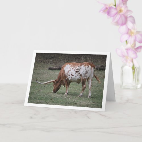 Texas Longhorn Cattle Grazing Card