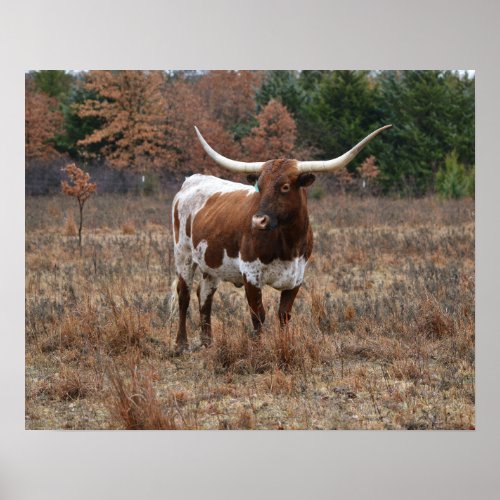 Texas Longhorn Cow in Fall Meadow Farm Style Art Poster