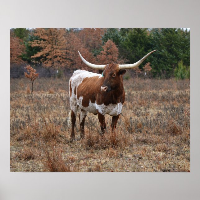 Texas Longhorn Cow Meadow Farm Style Art Poster (Front)