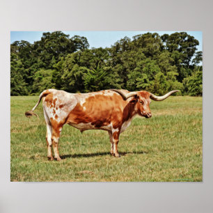Texas Longhorn Cow Photographic Art Print