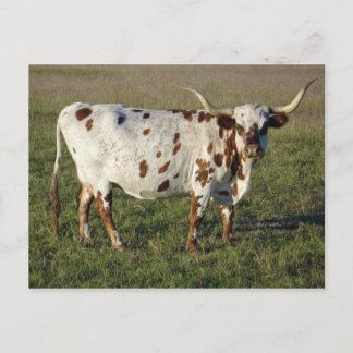 Texas Longhorn Cow Postcard