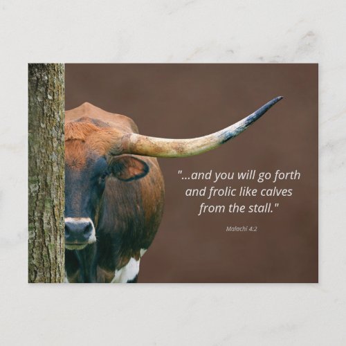 Texas Longhorn Cow Postcard _ Easily Personalized