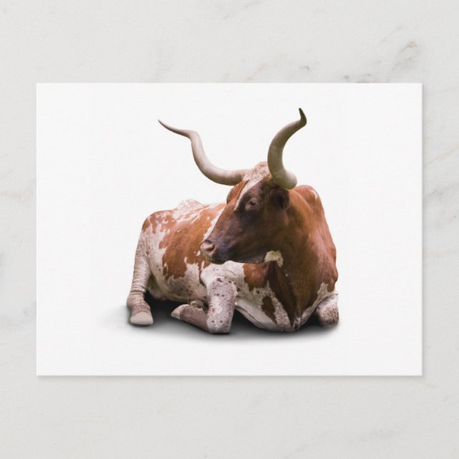 Texas Longhorn Postcard (Front)