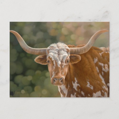 Texas Longhorn Postcard