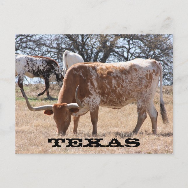 Texas Longhorn Postcard (Front)