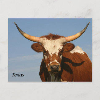 Texas Longhorn Postcard