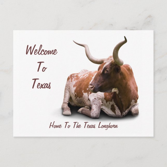 Texas Longhorn Postcard (Front)