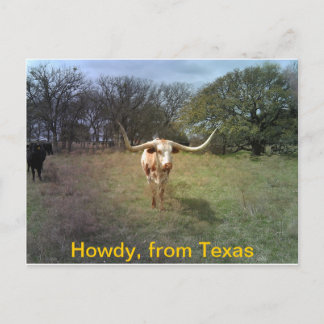 Texas Longhorn - Postcard