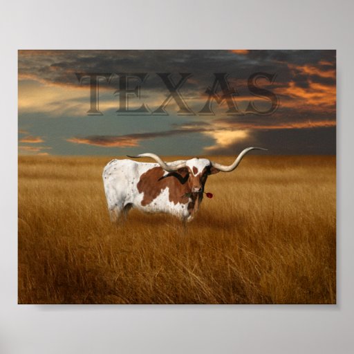 Texas Longhorn Poster | Zazzle