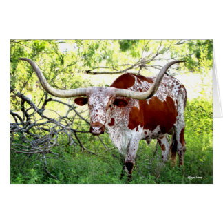Texas Longhorn Steer Cards