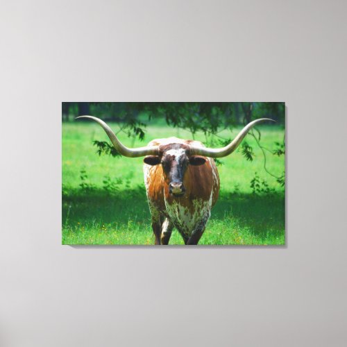 Texas Longhorn steer on western ranch Canvas Print