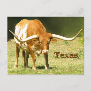 Texas Longhorn With Facts Postcard by PattiJAdkins at Zazzle