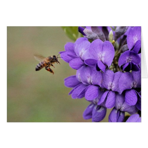 Texas Mountain Laurel