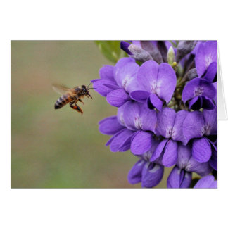 Texas Mountain Laurel Cards