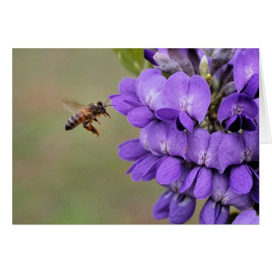 Texas Mountain Laurel Cards (Front Horizontal)