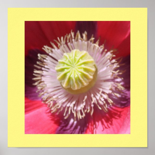 Texas Pink Skullcap Print (Front)