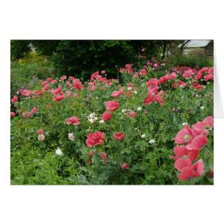 Texas Poppies Cards