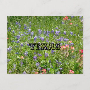 TEXAS Postcard