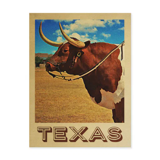 Texas Postcard Bull Vintage Travel Cattle Ranch