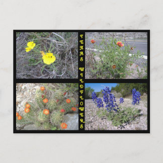 Texas Roadside Wildflowers Postcard