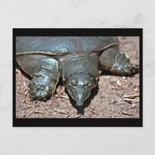 Texas spiny softshell turtle postcard (Front)