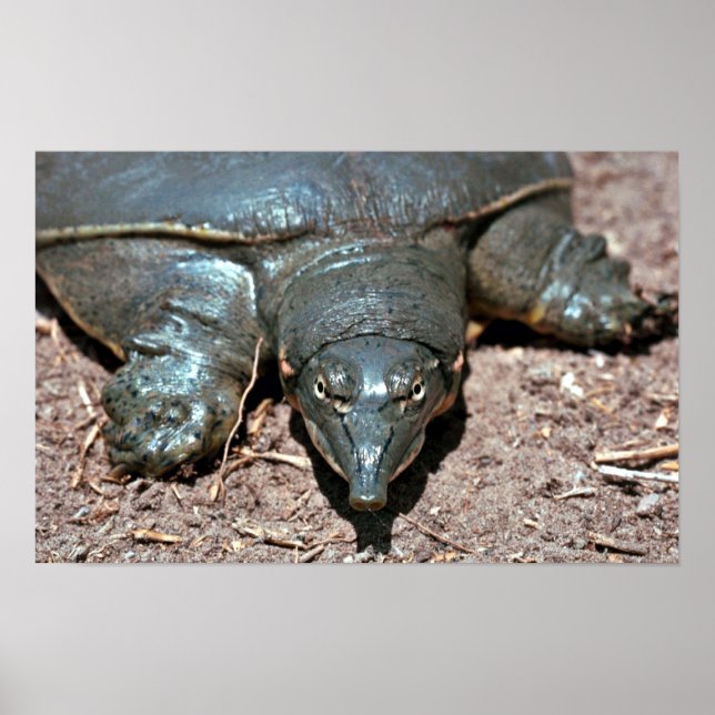 Texas spiny softshell turtle poster (Front)