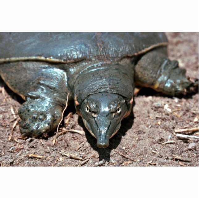 Texas spiny softshell turtle statuette (Front)