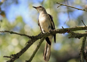 mockingbird texas state bird gifts on zazzle