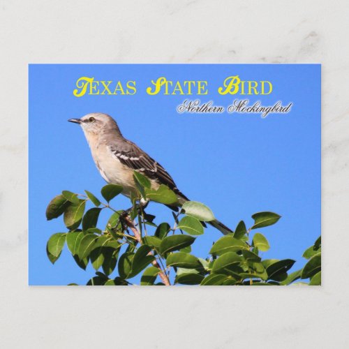 Texas State Bird _ Northern Mockingbird Postcard