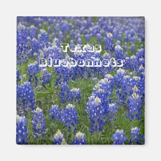 Texas State Flower Bluebonnets Magnet (Front)